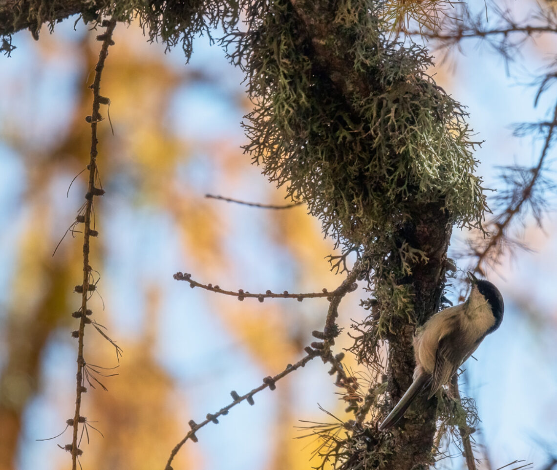 Cincia bigia alpestre (Poecile montanus) in cerca di cibo sul ramo di un larice. Alpi Carniche, Italia.