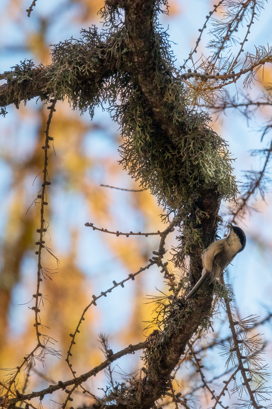 Cincia bigia alpestre (Poecile montanus) in cerca di cibo sul ramo di un larice. Alpi Carniche, Italia.