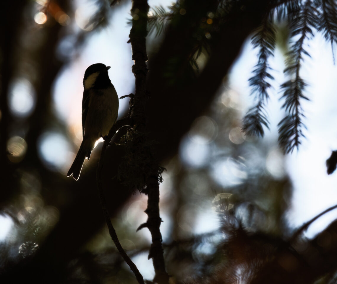 Nell’oscurità del sottobosco la vita è più che mai presente. Cincia mora (Periparus ater). Alpi Carniche, Italia.