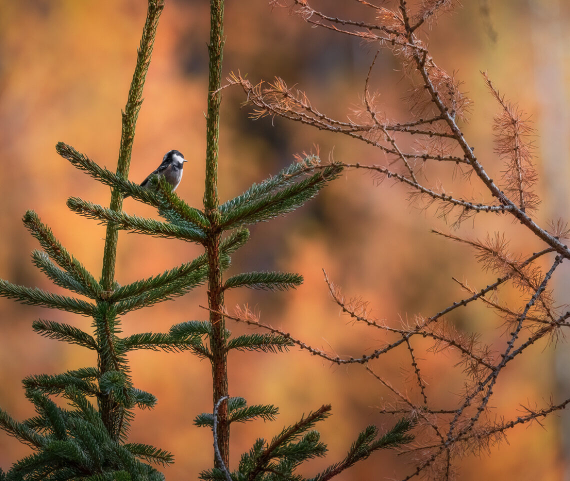 Cincia mora (Periparus ater) baciata dal sole del tramonto, abbracciata dall’oro autunnale dei larici. Alpi Carniche, Italia.