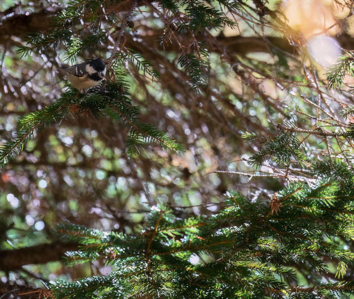 La luce del mattino illumina la cincia mora (Periparus ater) al lavoro. Alpi Carniche, Italia.