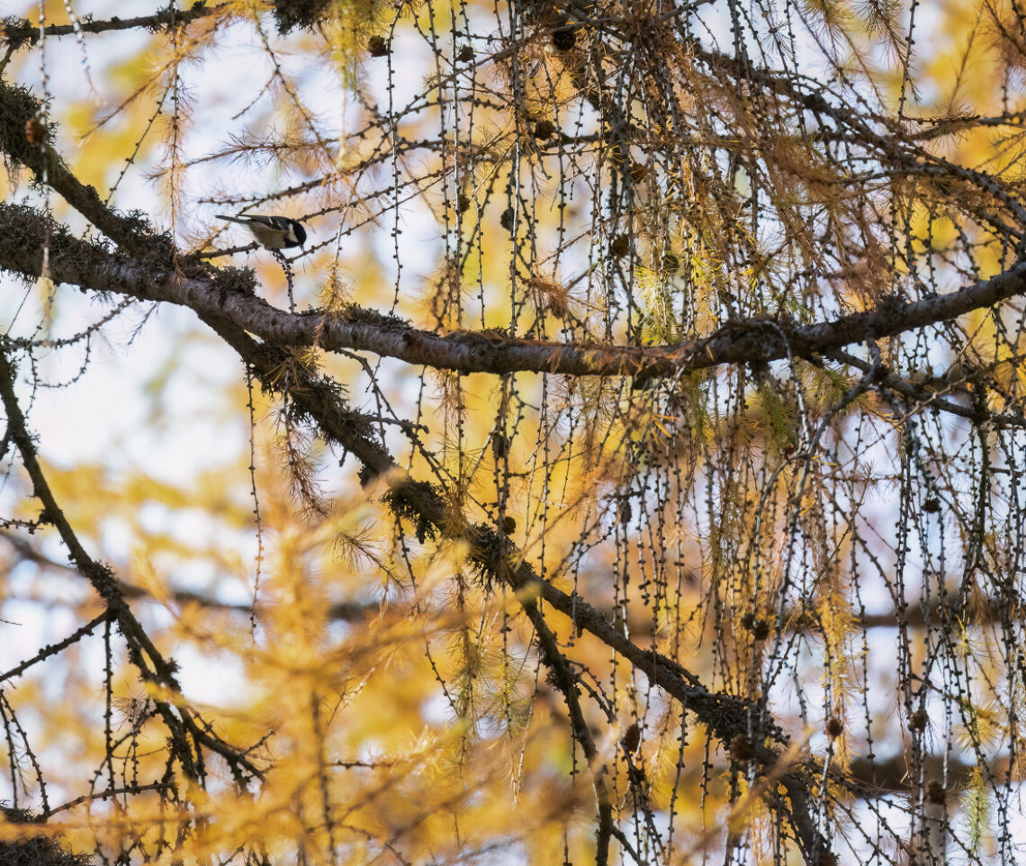 Cincia mora (Periparus ater) incastonata nel sublime scenario autunnale dei boschi alpini. Alpi Carniche, Italia.