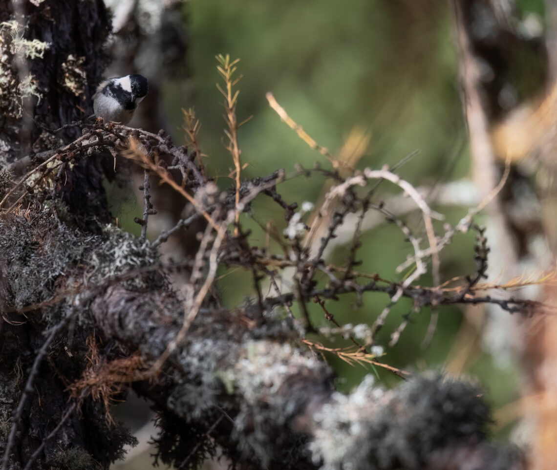 Che cosa avrà notato questa cincia mora (Periparus ater)? Alpi Carniche, Italia.