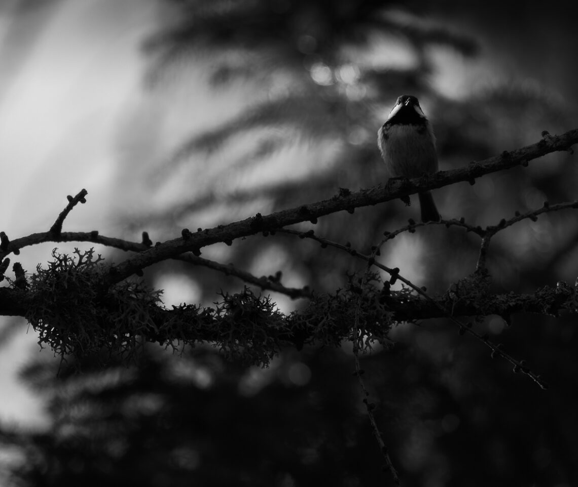 Cincia mora (Periparus ater) osserva dall’alto di un larice i movimenti sotto di lei. Alpi Carniche, Italia.