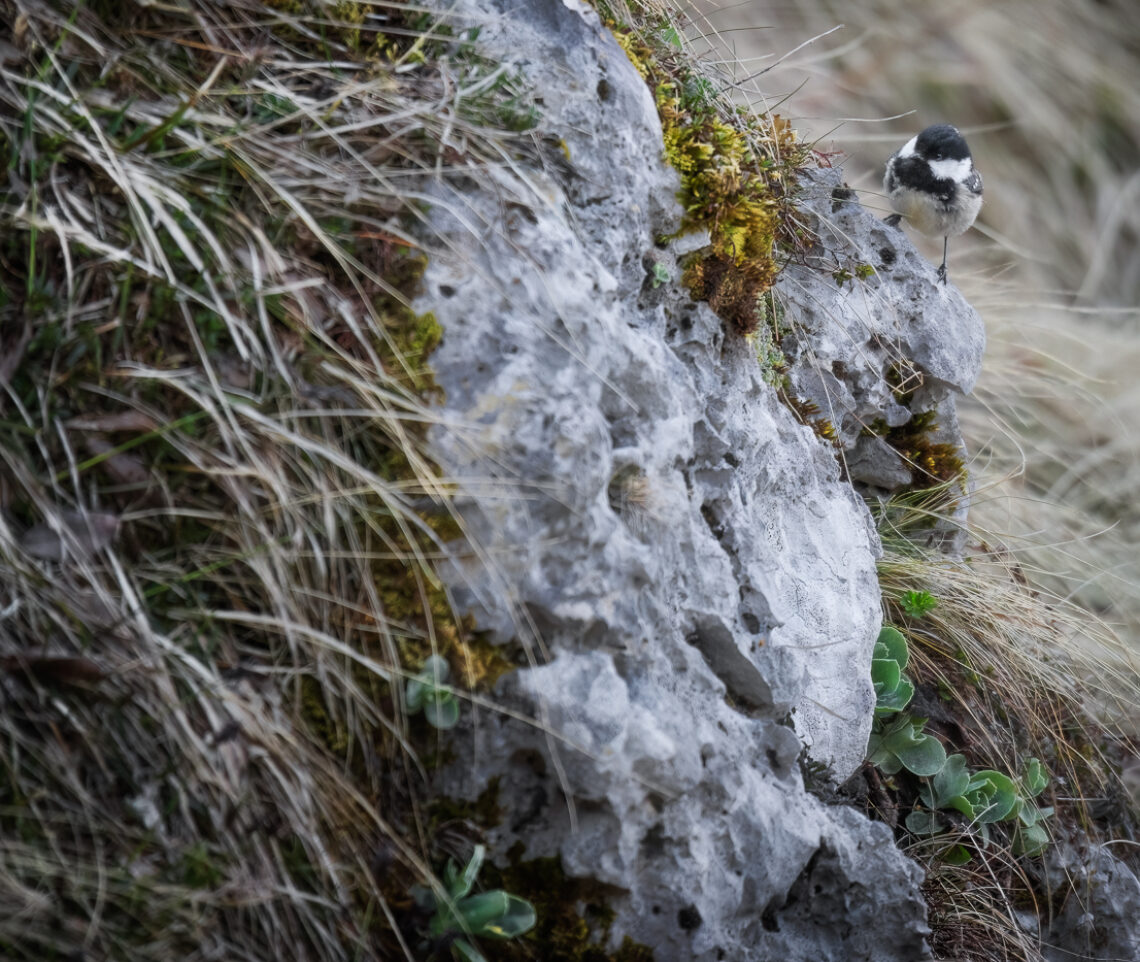 Cincia mora (Periparus ater) già molto attiva all’alba. Alpi Giulie, Italia.