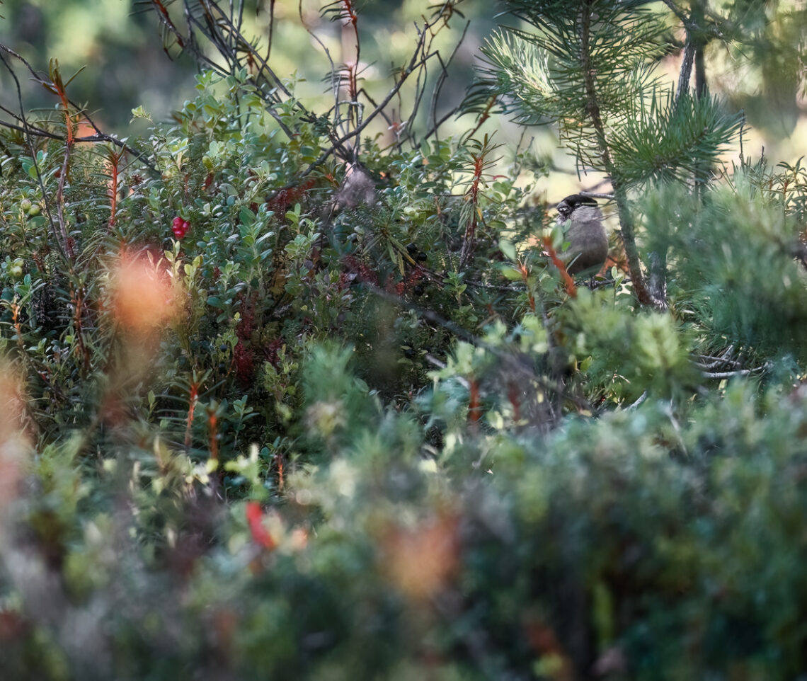 Femmina di ciuffolotto (Pyrrhula pyrrhula) immersa nel sottobosco di mirtilli della taiga. Oulanka National Park, Finlandia.