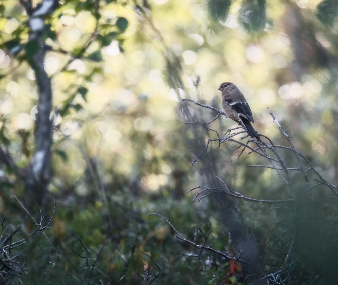 Giovane ciuffolotto (Pyrrhula pyrrhula) non esita a mettersi in posa. Oulanka National Park, Finlandia.