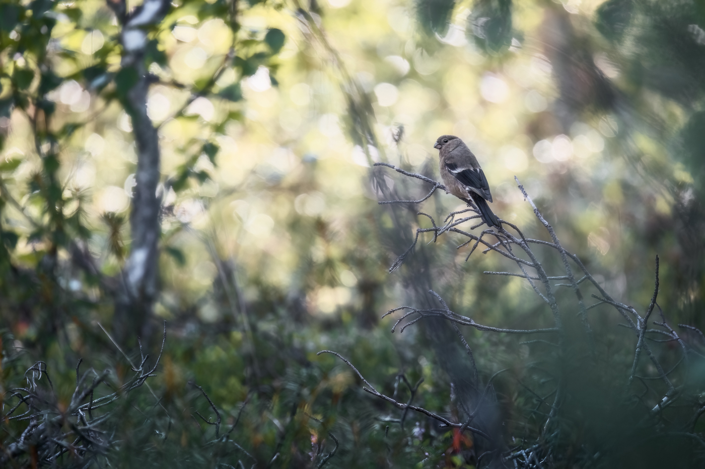 Giovane ciuffolotto (Pyrrhula pyrrhula) non esita a mettersi in posa. Oulanka National Park, Finlandia.