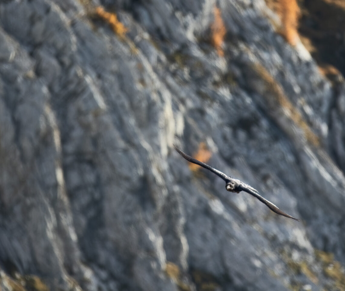 La planata maestosa del corvo imperiale (Corvus corax) fra le pareti rocciose costellate di larici gialli. Alpi Carniche, Italia.