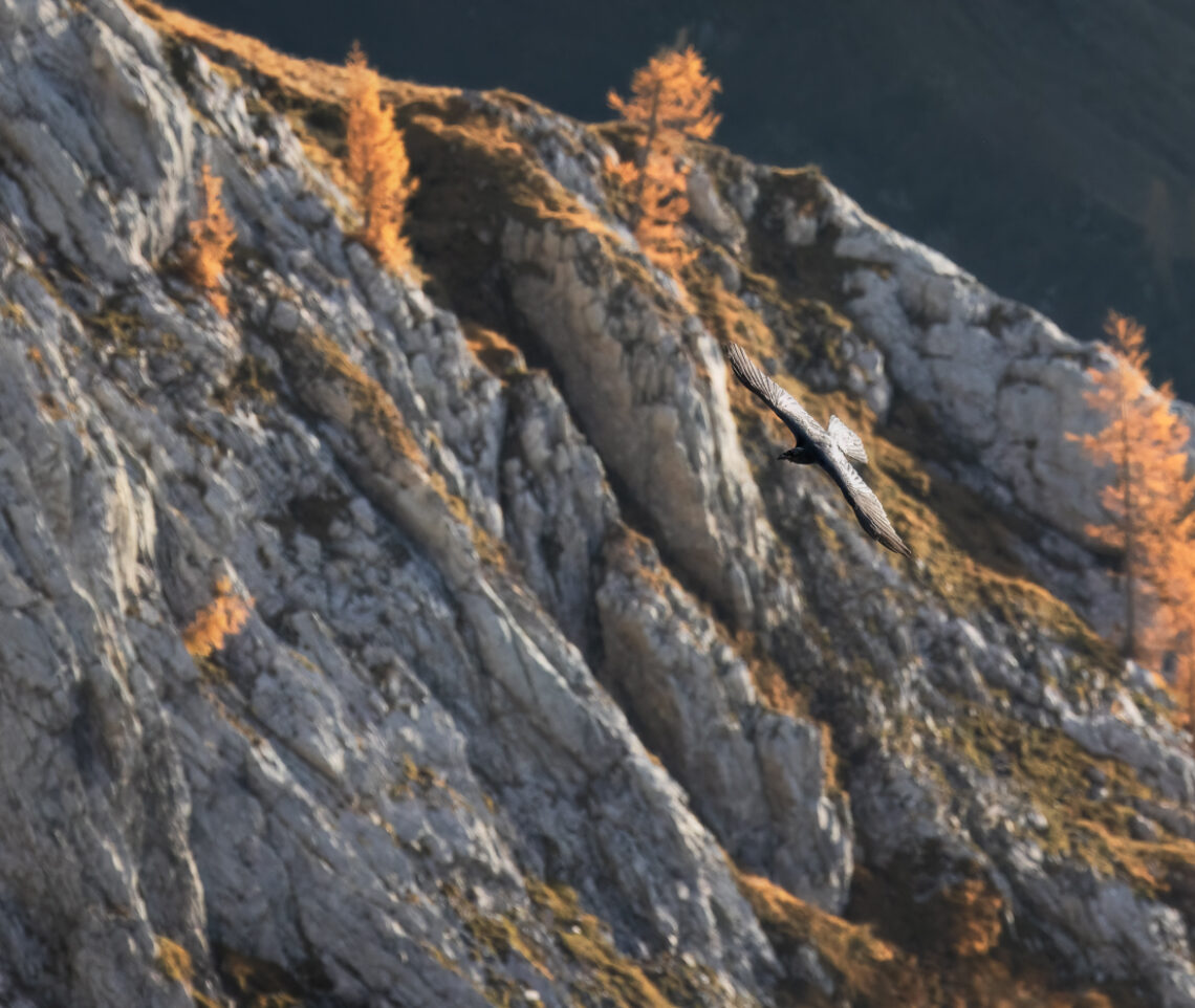 Virata suggestiva del corvo imperiale (Corvus corax). Sullo sfondo la magia dell’autunno. Alpi Carniche, Italia.