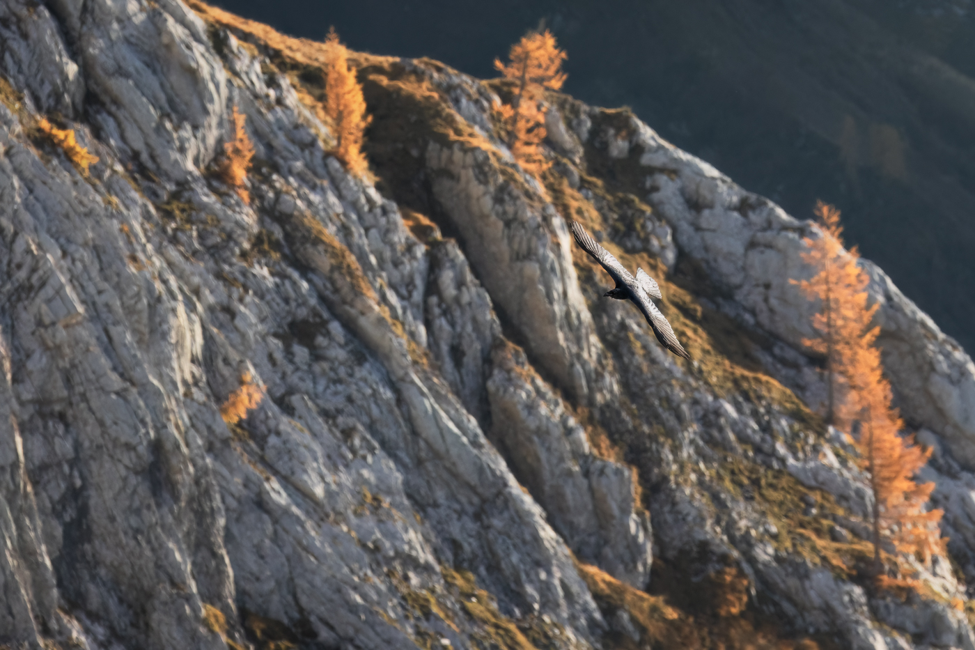 Virata suggestiva del corvo imperiale (Corvus corax). Sullo sfondo la magia dell’autunno. Alpi Carniche, Italia.