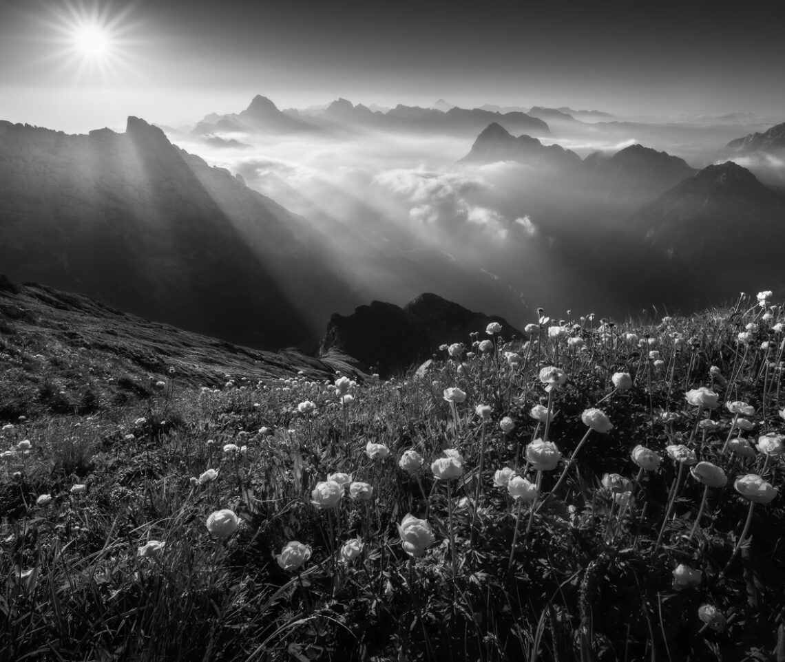 La silhouette delle Alpi Giulie è definita da taglienti raggi solari. Luci e ombre si alternano fino a raggiungere prati colmi di botton d’oro. Alpi Giulie, Italia.