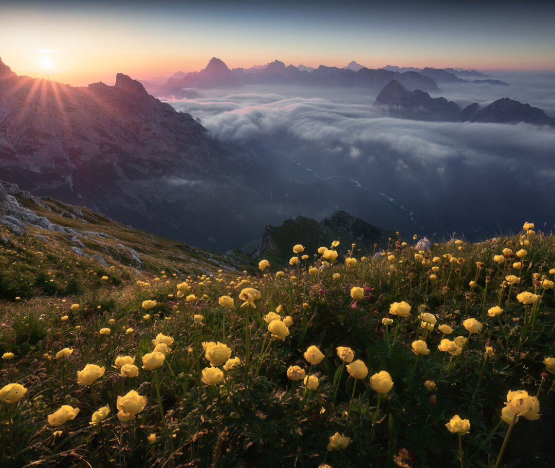 È l’alba sui prati d’alta quota delle Alpi Giulie tempestati di botton d’oro. Alpi Giulie, Italia.