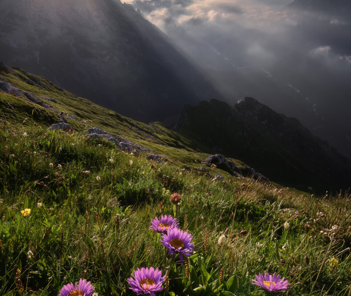 Il saluto degli astri. Il primo Sole del mattino risveglia gli appariscenti e splendidi astri alpini. Alpi Giulie, Italia.