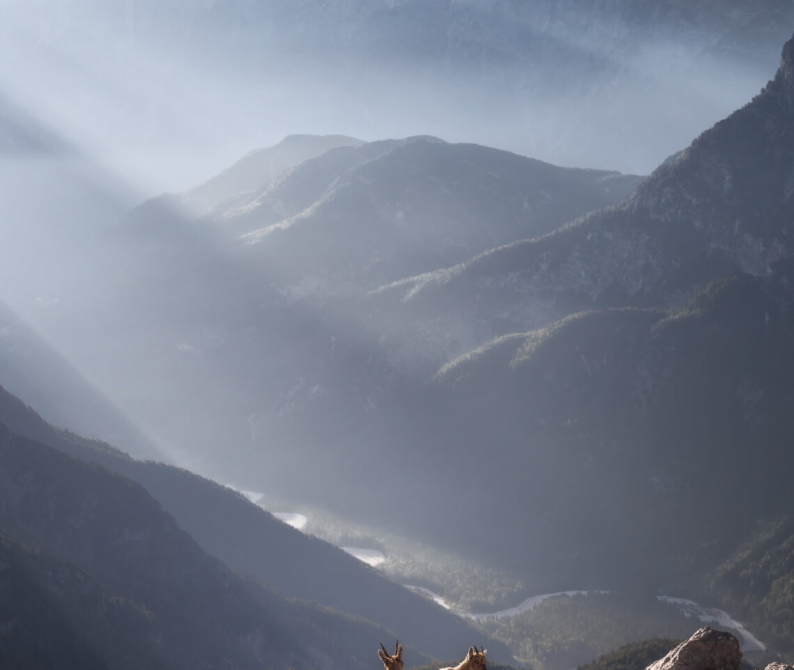 Il sole del primo mattino rende omaggio a luoghi unici e ospiti speciali. Stambecco alpino (Capra ibex). Alpi Giulie, Italia.