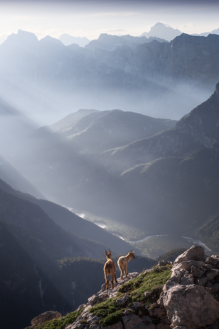 Il sole del primo mattino rende omaggio a luoghi unici e ospiti speciali. Stambecco alpino (Capra ibex). Alpi Giulie, Italia.