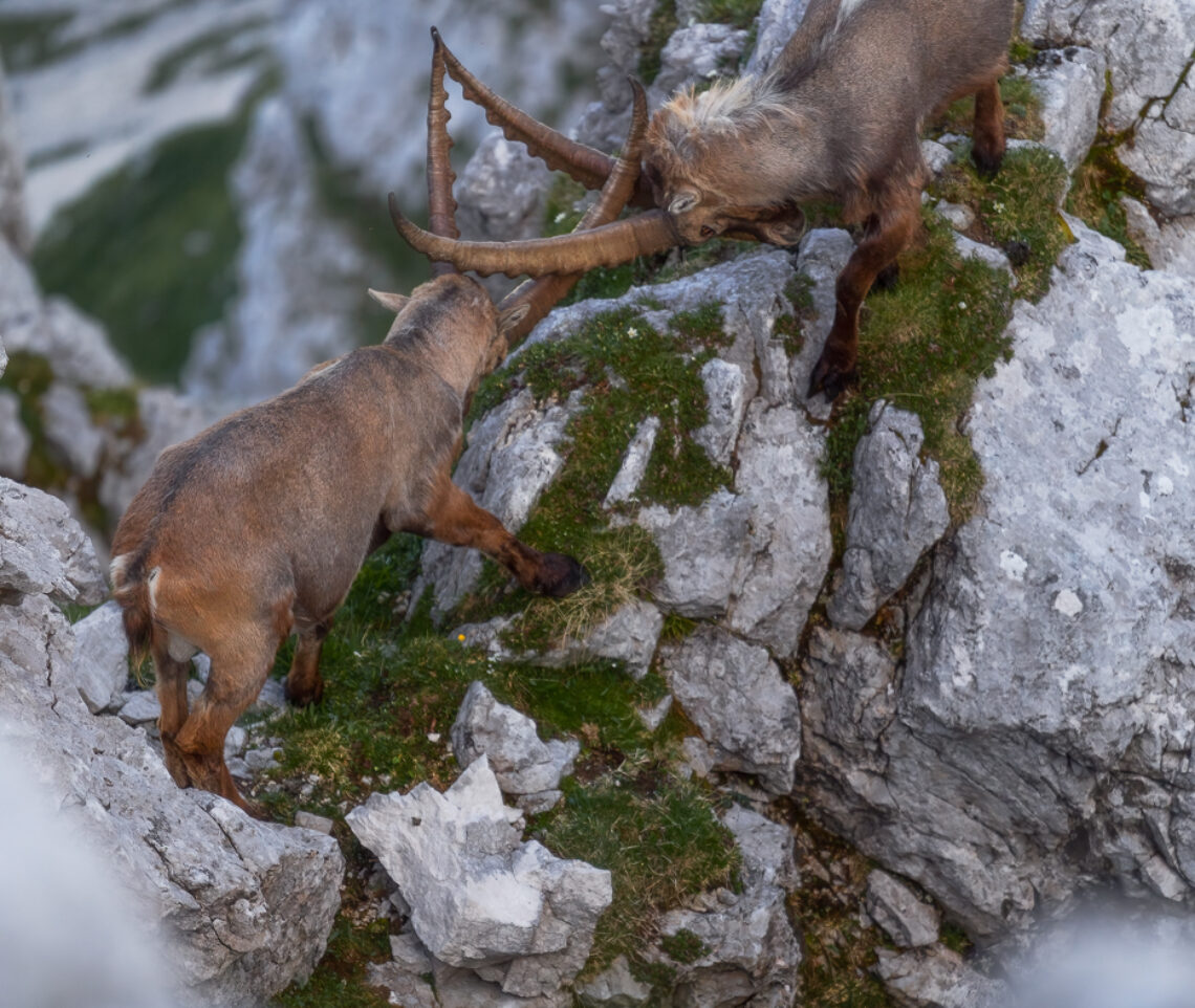 Duello in precario equilibrio per due stambecchi maschi (Capra Ibex). Alpi Giulie, Italia.