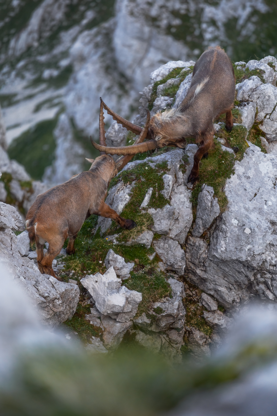 Duello in precario equilibrio per due stambecchi maschi (Capra Ibex). Alpi Giulie, Italia.