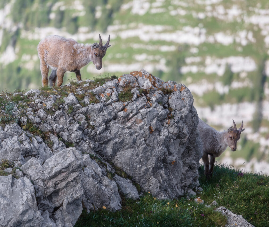 Giovani stambecchi (Capra ibex) attendono i primi raggi di Sole del mattino. Alpi Giulie, Italia.