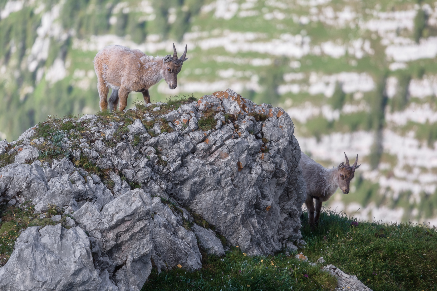 Giovani stambecchi (Capra ibex) attendono i primi raggi di Sole del mattino. Alpi Giulie, Italia.