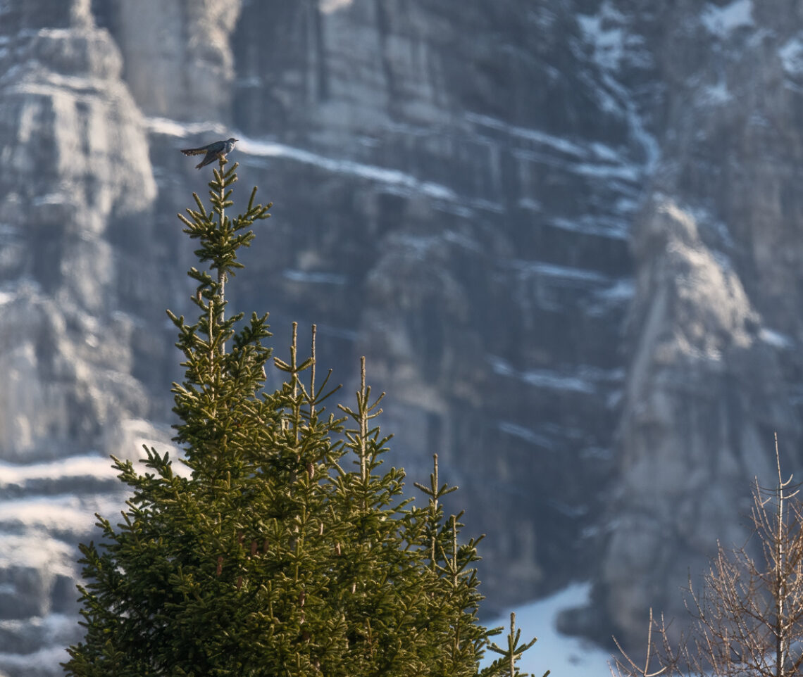 Il cuculo (Cuculus canorus) si esibisce nel suo inconfondibile canto nella stagione degli amori. Alpi Giulie, Italia.