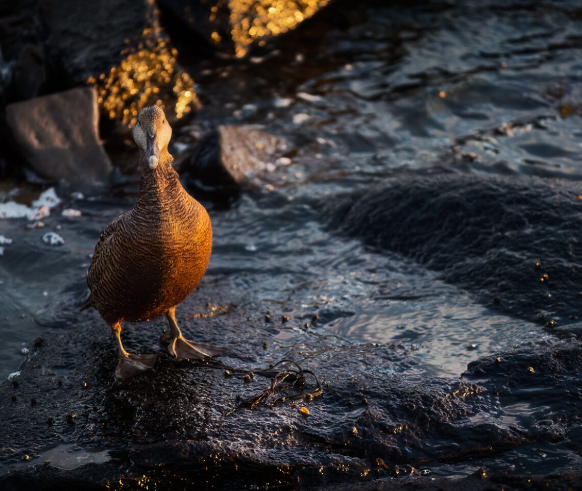 Una femmina di edredone comune (Somateria mollissima) rivestita d’oro, al tramonto. Vestfirðir, Islanda.