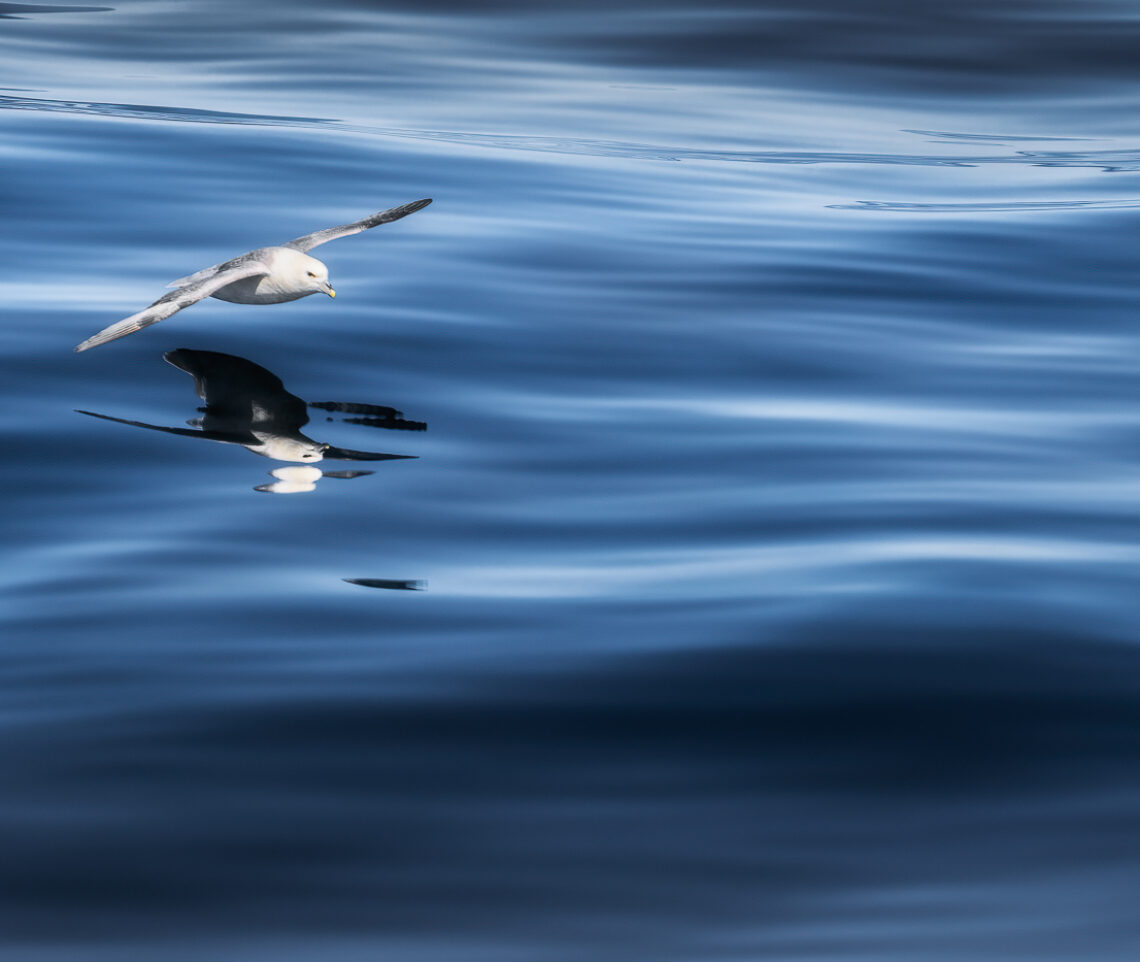 Un fulmaro (Fulmarus glacialis) plana veloce, specchiandosi, sulla superficie dell’oceano. Snæfellsjökull National Park, Islanda.