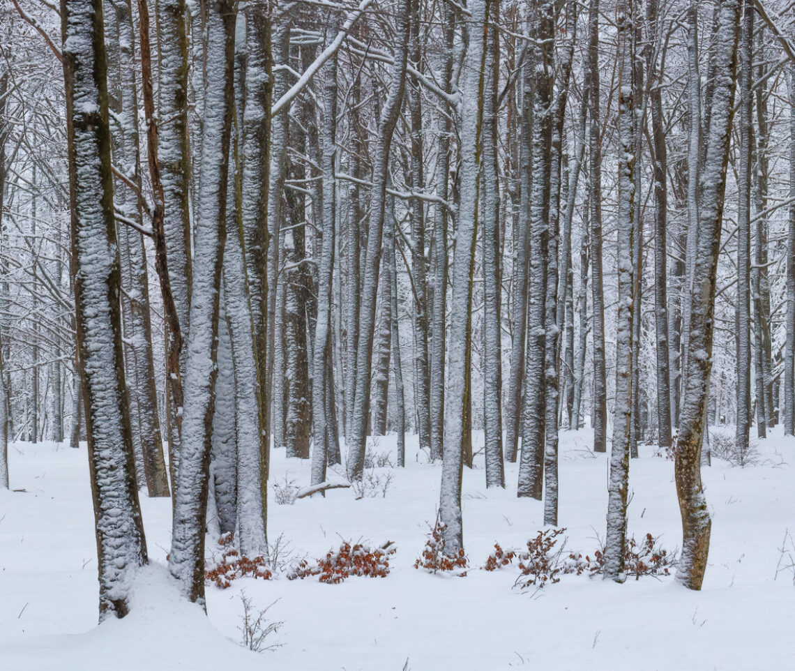 I giovani boschi di latifoglie delle fredde valli delle Prealpi Giulie si vestono d’inverno al termine di una fugace nevicata. Parco Naturale Prealpi Giulie, Italia.