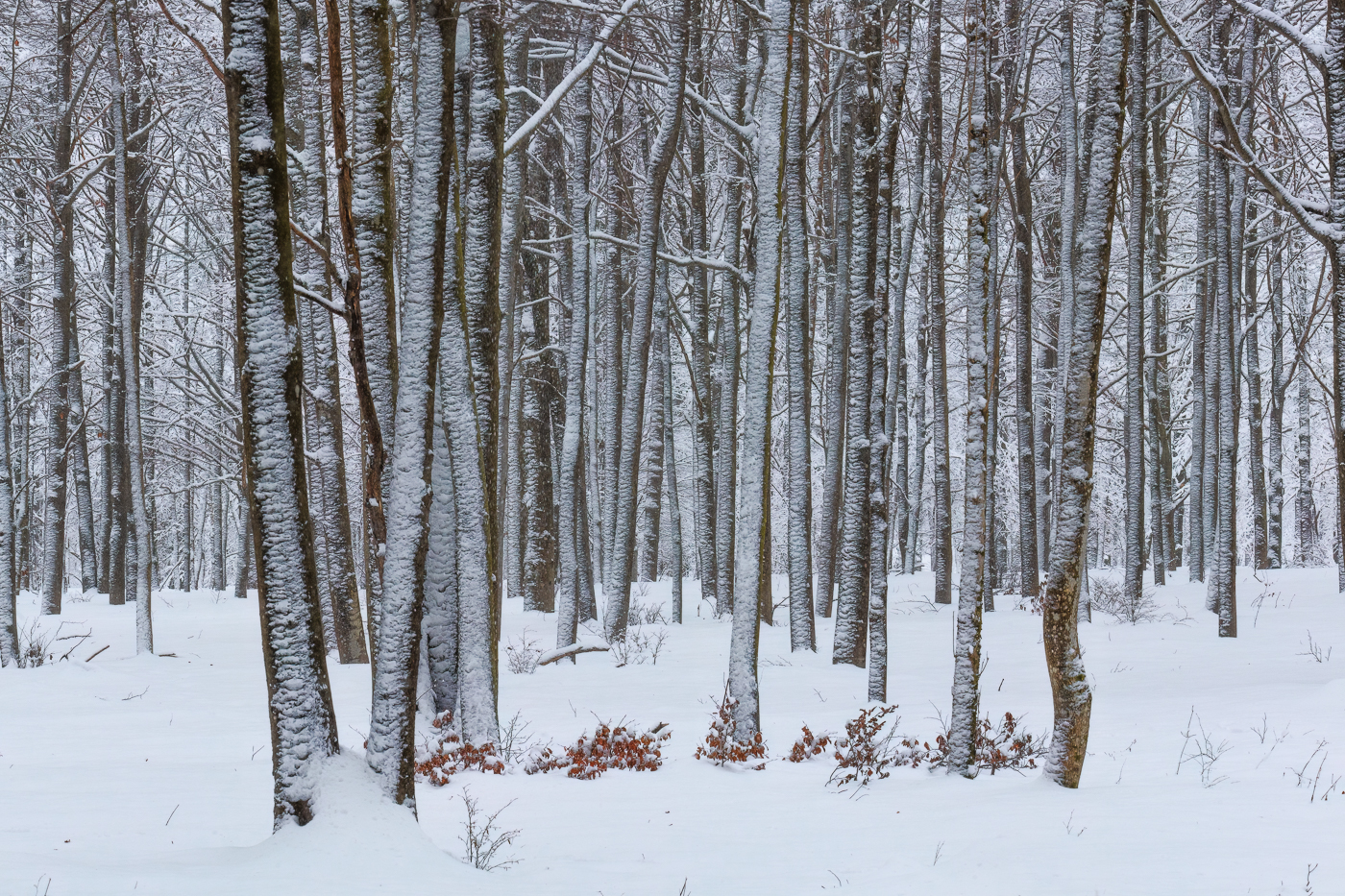 I giovani boschi di latifoglie delle fredde valli delle Prealpi Giulie si vestono d’inverno al termine di una fugace nevicata. Parco Naturale Prealpi Giulie, Italia.