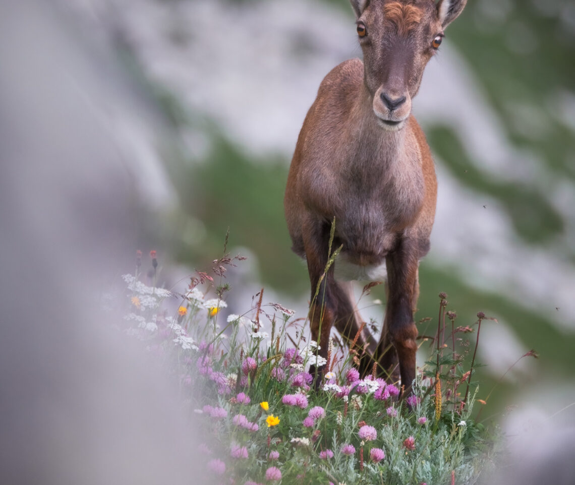 Stambecco femmina (Capra ibex) mostra tutta la sua curiosità. Alpi Giulie, Italia.