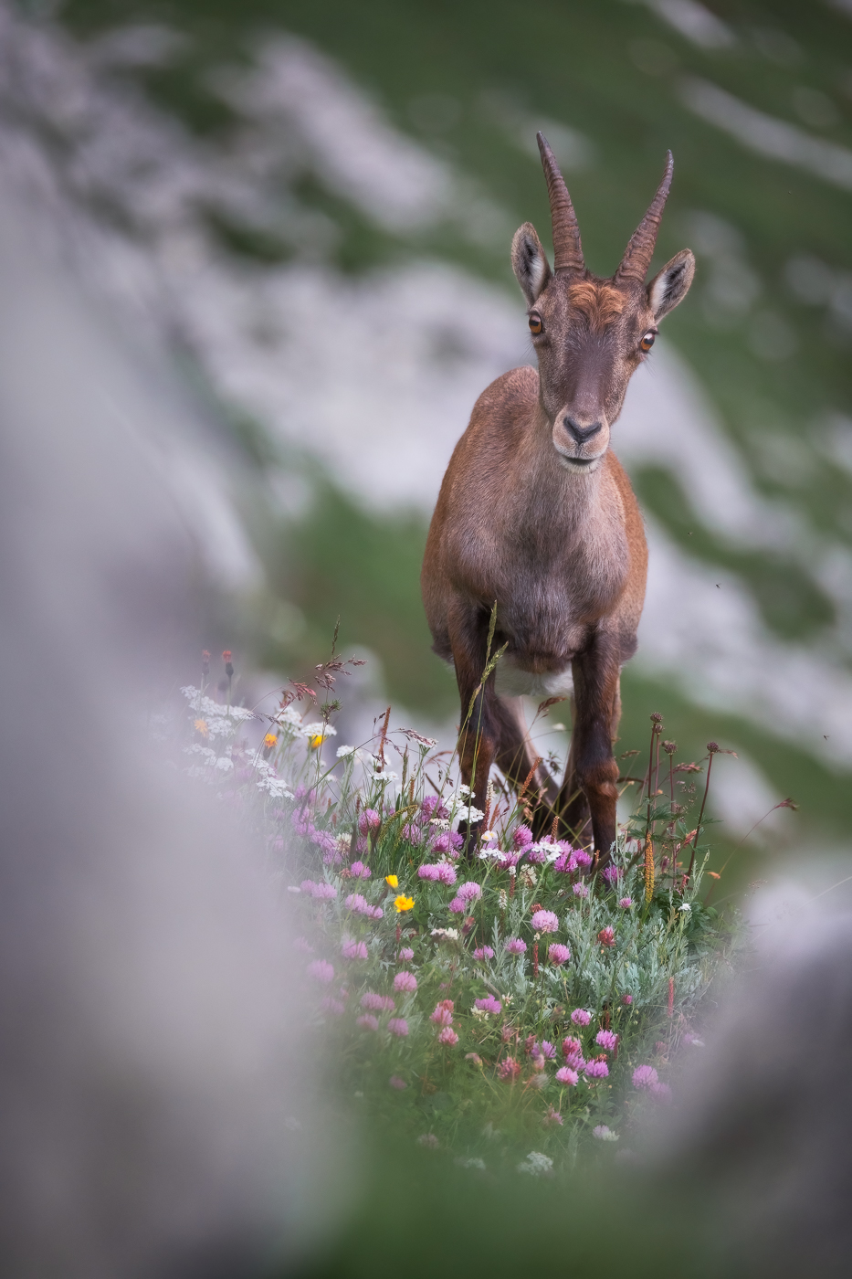 Stambecco femmina (Capra ibex) mostra tutta la sua curiosità. Alpi Giulie, Italia.