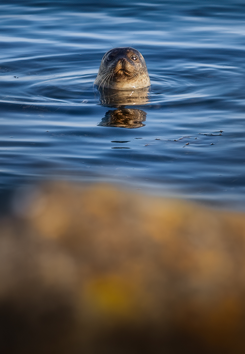 Il tramonto dona tridimensionalità alla curiosità di questa foca comune (Phoca vitulina). Snæfellsjökull National Park, Islanda.