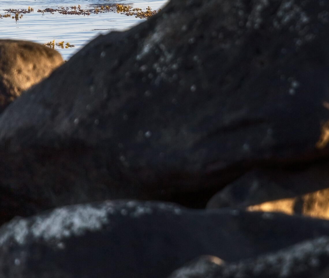 Una foca comune (Phoca vitulina) si mimetizza perfettamente fra gli scogli scuri delle coste islandesi. Snæfellsjökull National Park, Islanda.