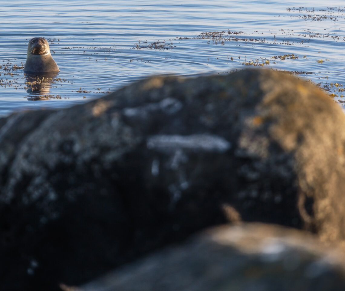 Una foca comune (Phoca vitulina) non mi perde di vista per un istante. Snæfellsjökull National Park, Islanda.