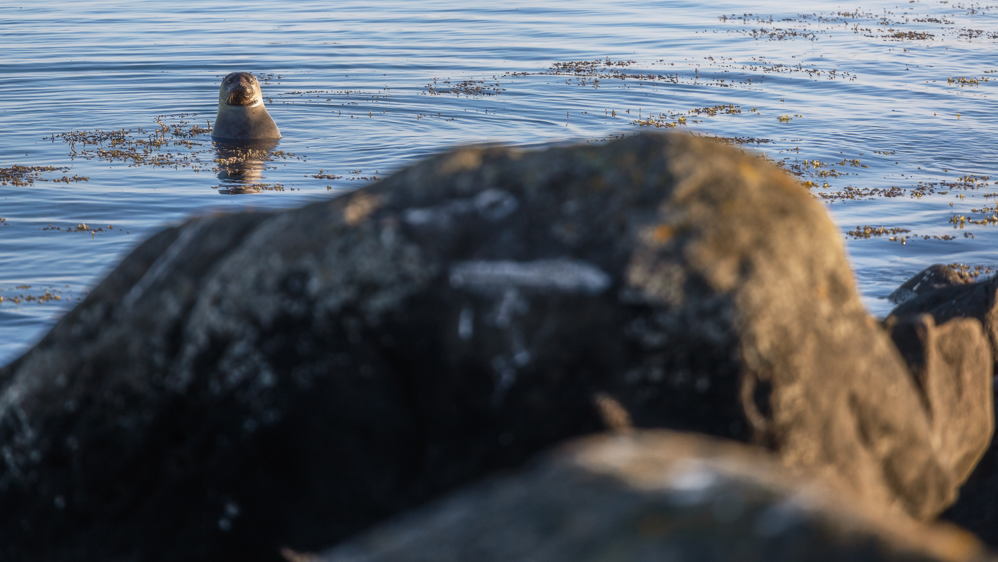 Una foca comune (Phoca vitulina) non mi perde di vista per un istante. Snæfellsjökull National Park, Islanda.