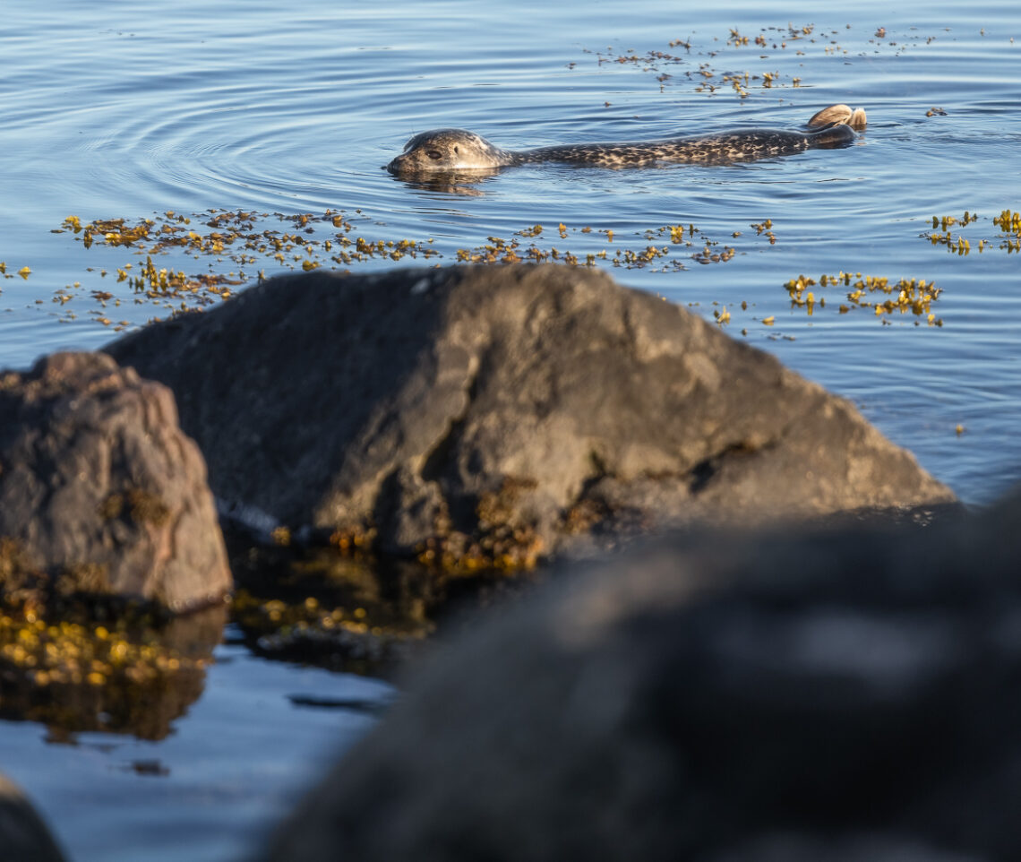 Emersione! Foca comune (Phoca vitulina). Snæfellsjökull National Park, Islanda.