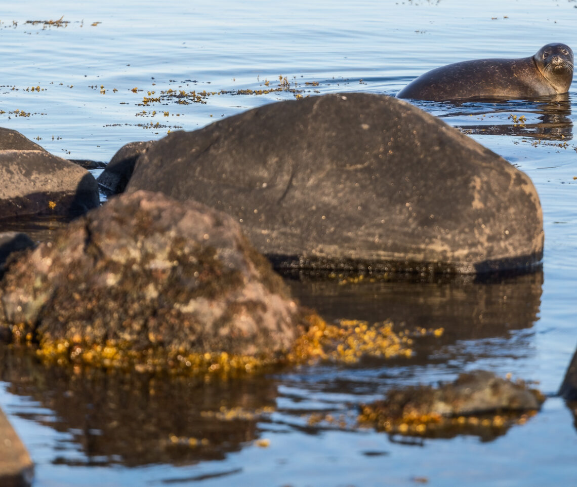 Foche comuni (Phoca vitulina) o scogli? Snæfellsjökull National Park, Islanda.