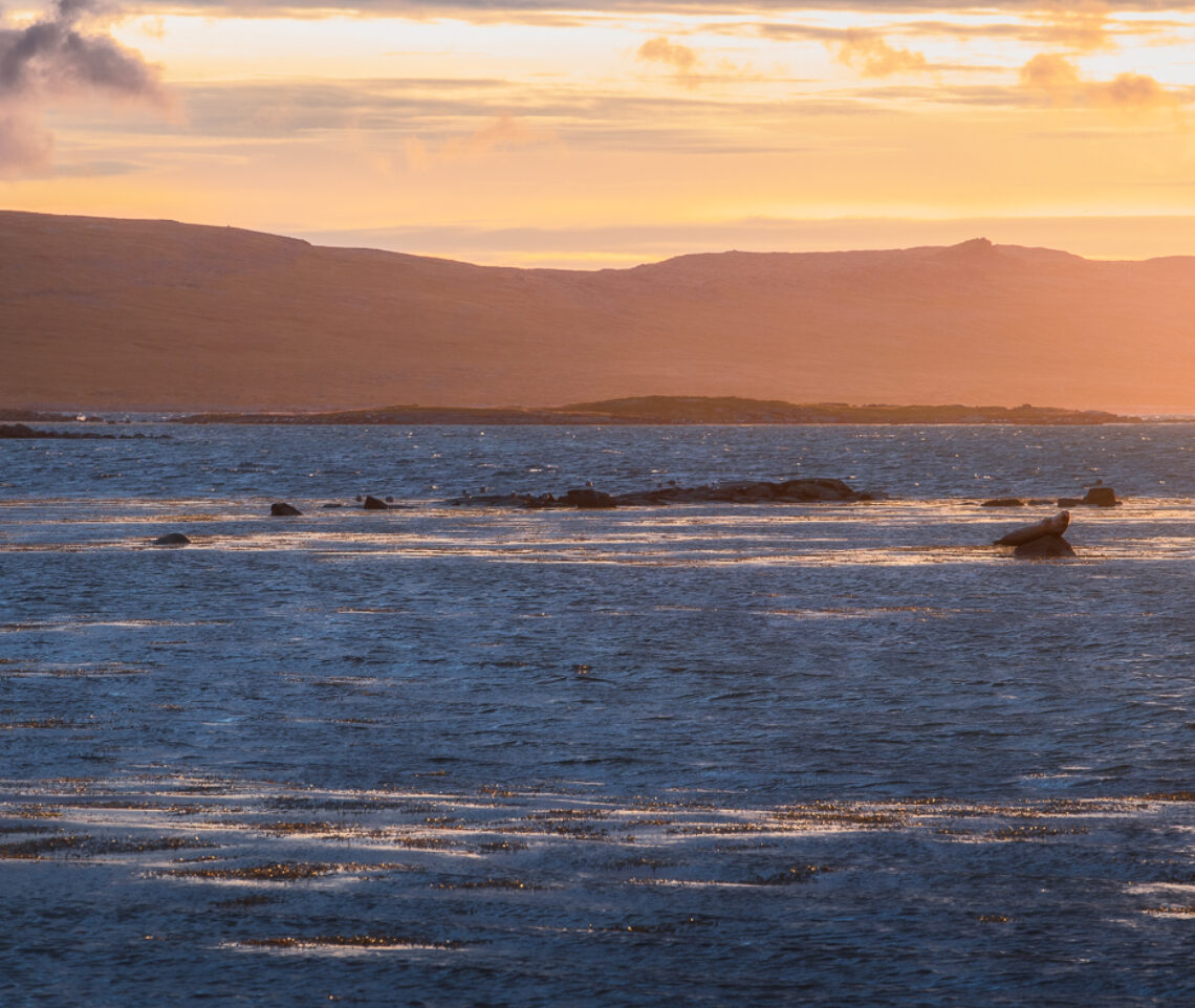 Tramonti nordici infiniti e meravigliosi, con protagonisti speciali. Foca comune (Phoca vitulina). Vestfirðir, Islanda.