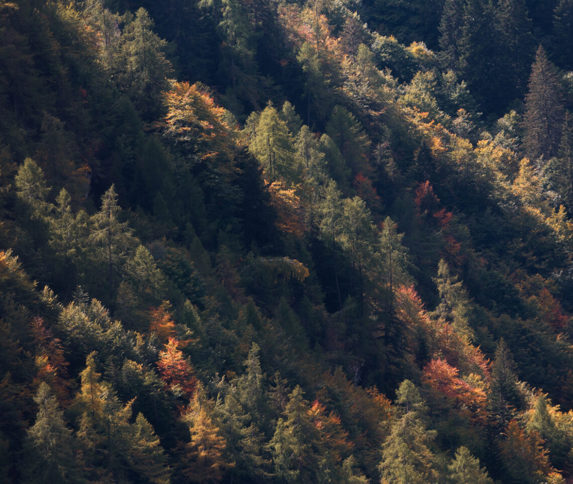 La mano artistica dell’autunno inizia a dipingere le foreste delle Alpi Carniche, Italia.