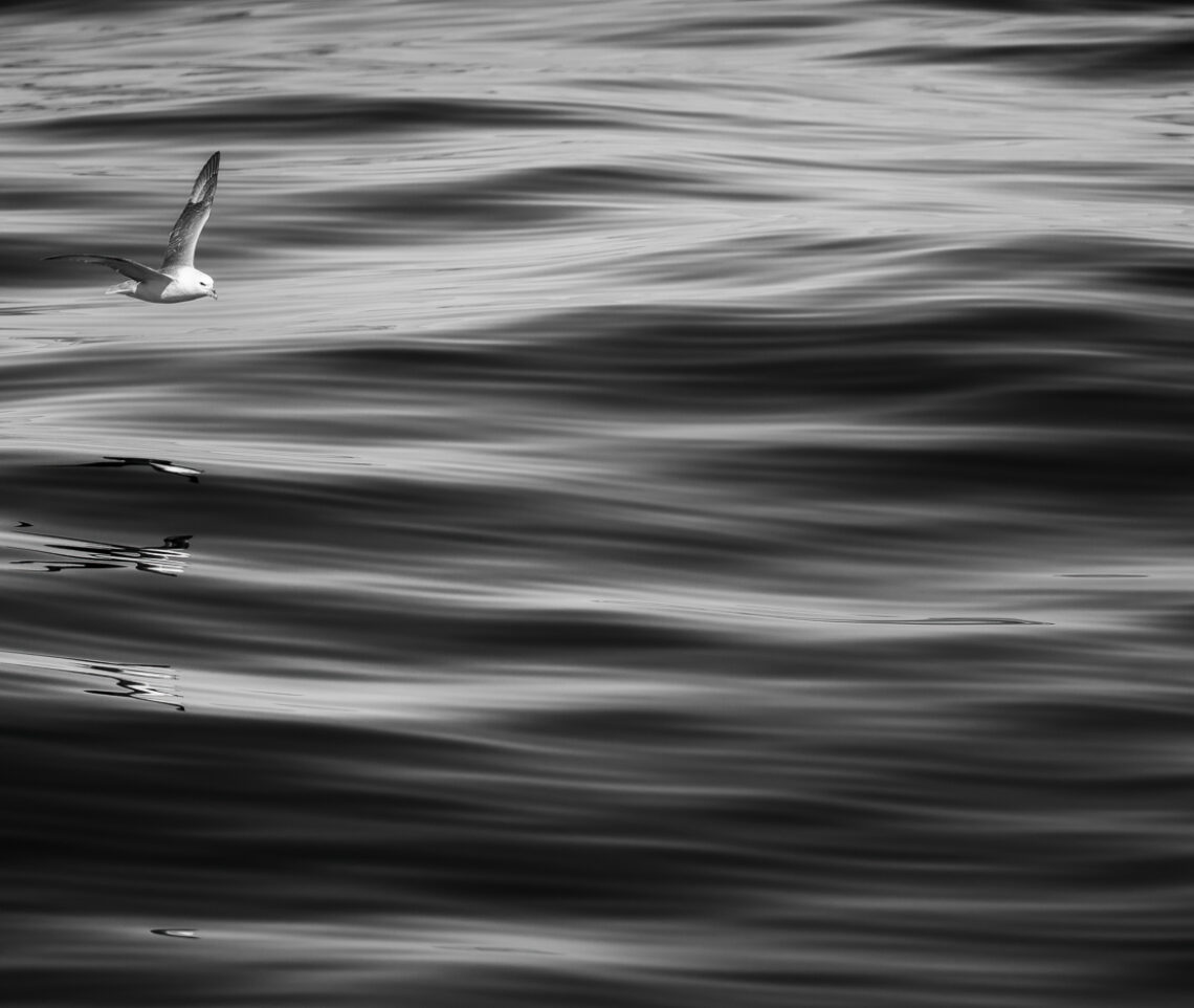 Un fulmaro (Fulmarus glacialis) danza sopra la superficie del mare. Snæfellsjökull National Park, Islanda.