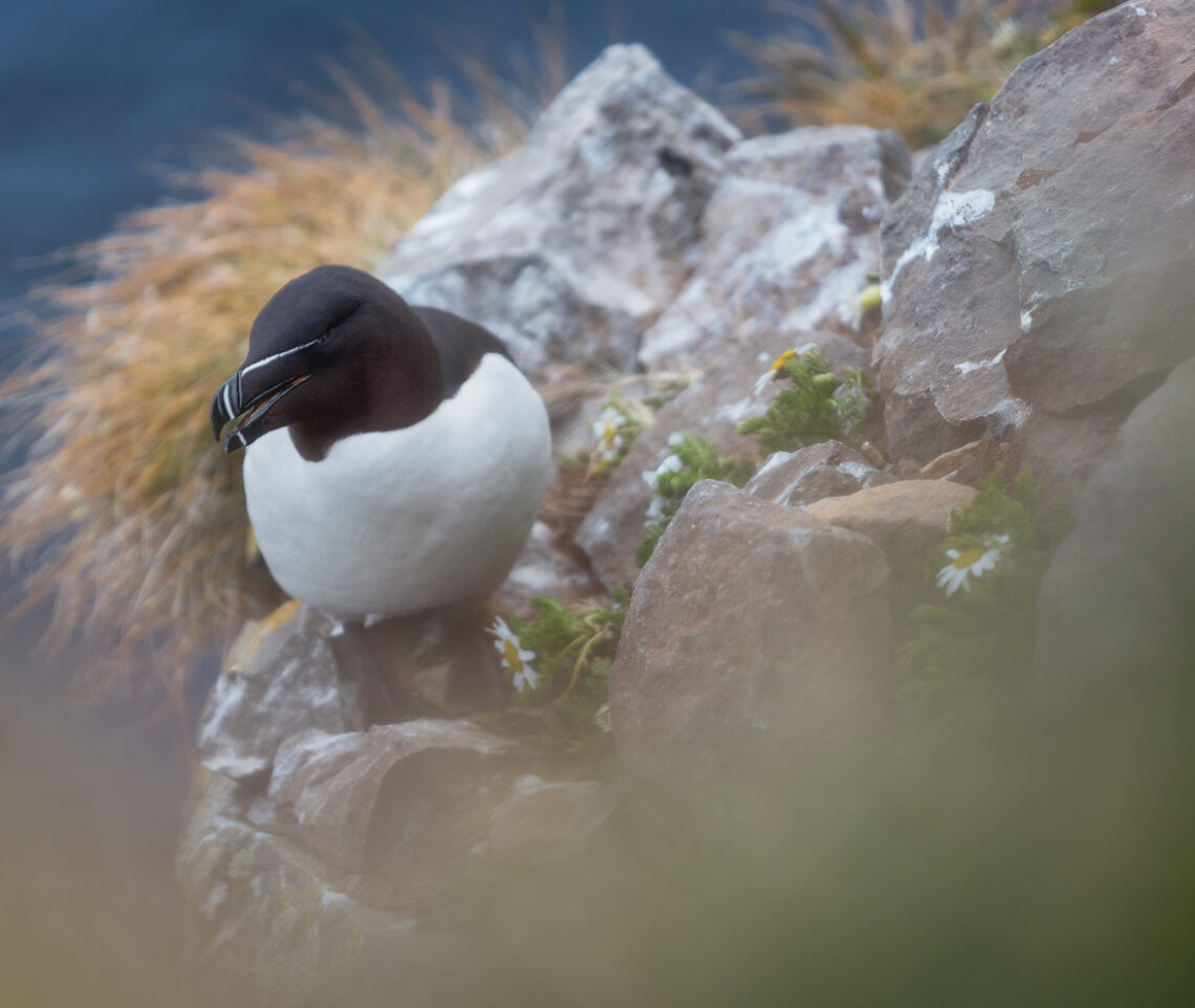 La curiosità della gazza marina (Alca torda). Vestfirðir, Islanda.