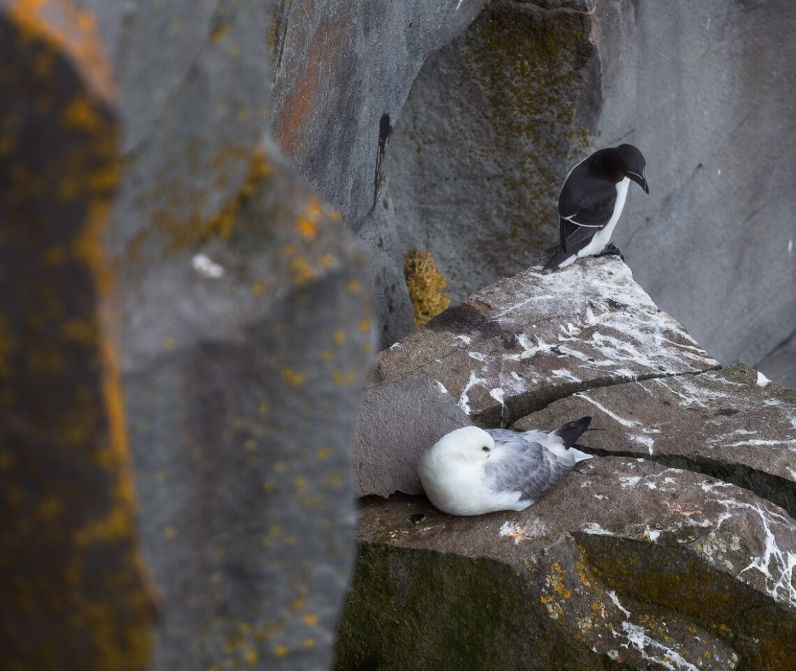 Una gazza marina (Alca torda) osserva attentamente un fulmaro (Fulmarus glacialis) in riposo. Vestfirðir, Islanda