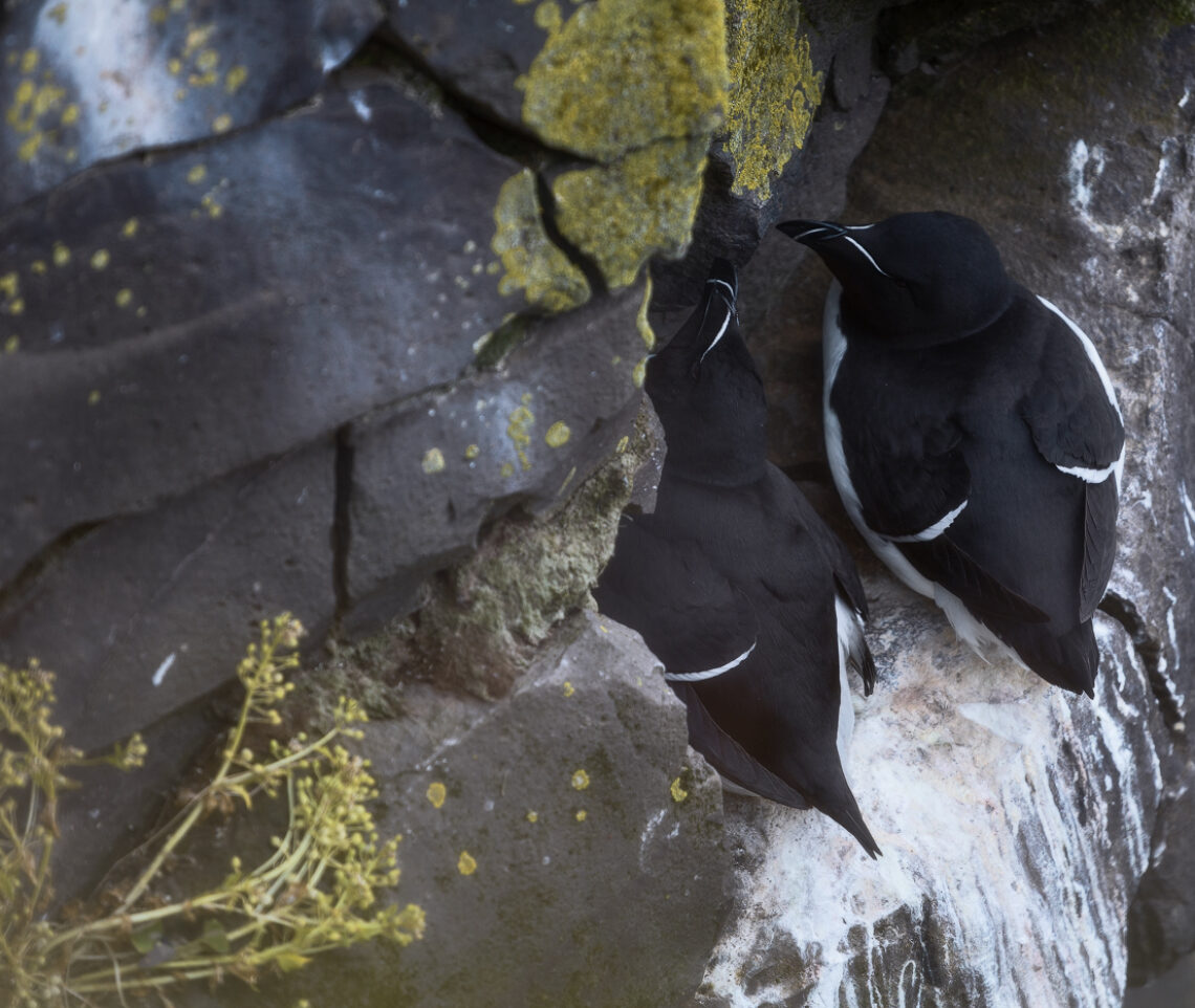 Gazze marine (Alca torda) si riparano dal forte vento nelle fessure delle pareti strapiombanti a picco sull’oceano. Vestfirðir, Islanda.