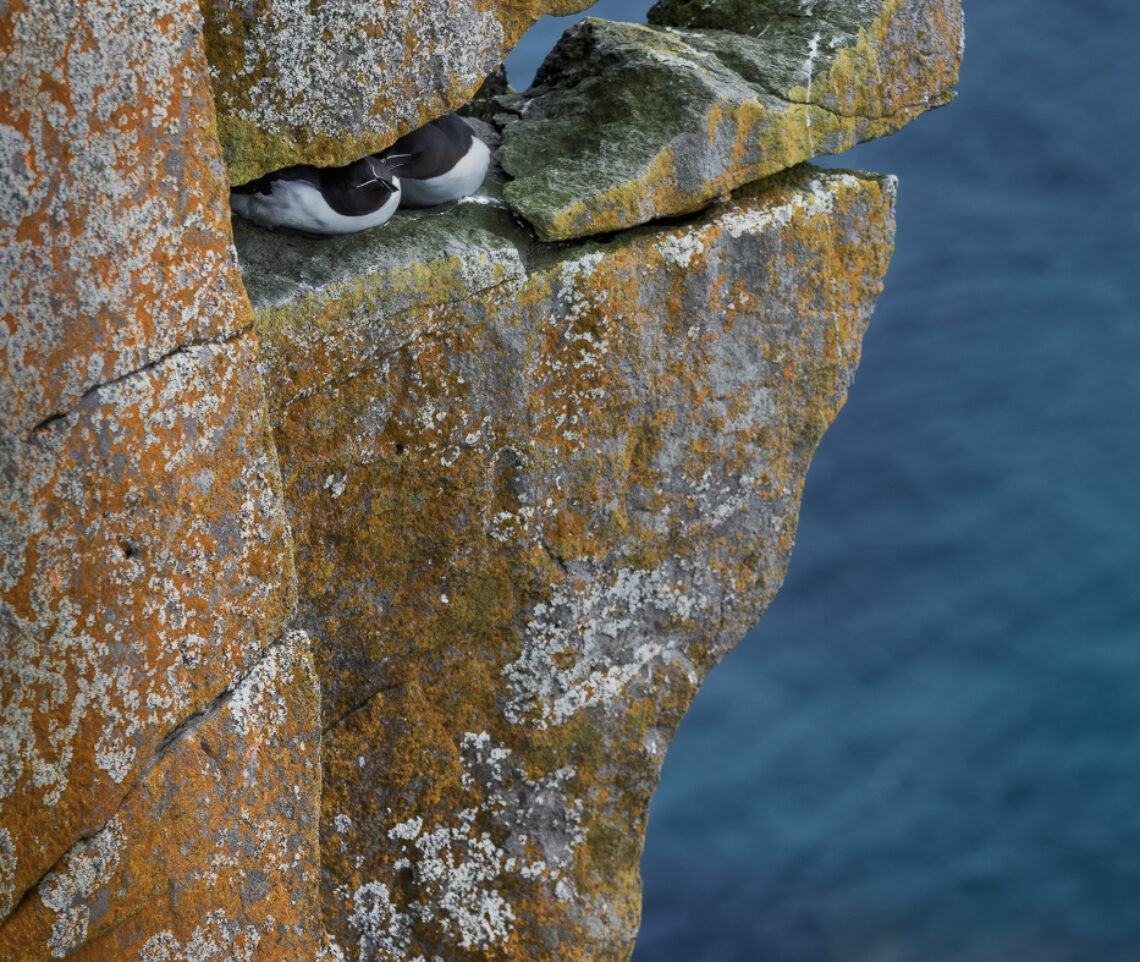 Le gazze marine (Alca torda) utilizzano ogni possibile fessura delle vertiginose scogliere a picco sull’Oceano Artico. Vestfirðir, Islanda.