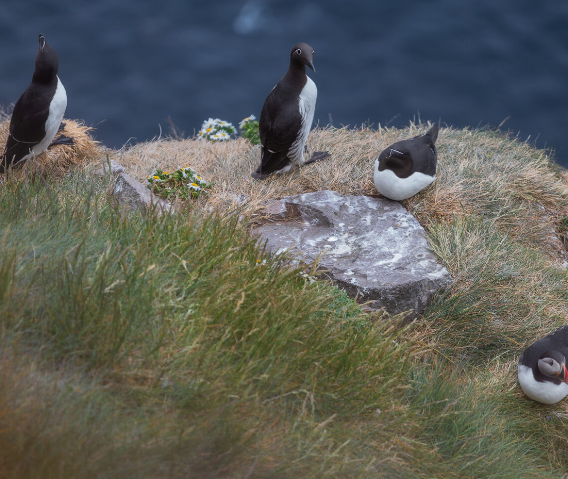 Il quartetto delle meraviglie. Gazza marina (Alca torda); uria dalle redini (Uria aalge aalge); pulcinella di mare (Fratercula arctica). Vestfirðir, Islanda.