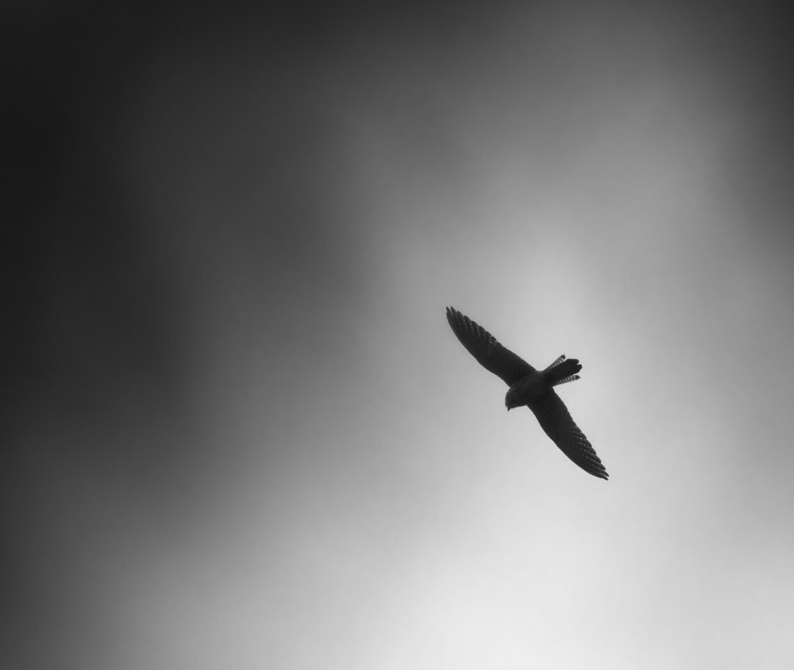 Un fantasma sfreccia fra gli alberi. Gheppio comune (Falco tinnunculus). Alpi Giulie, Italia.