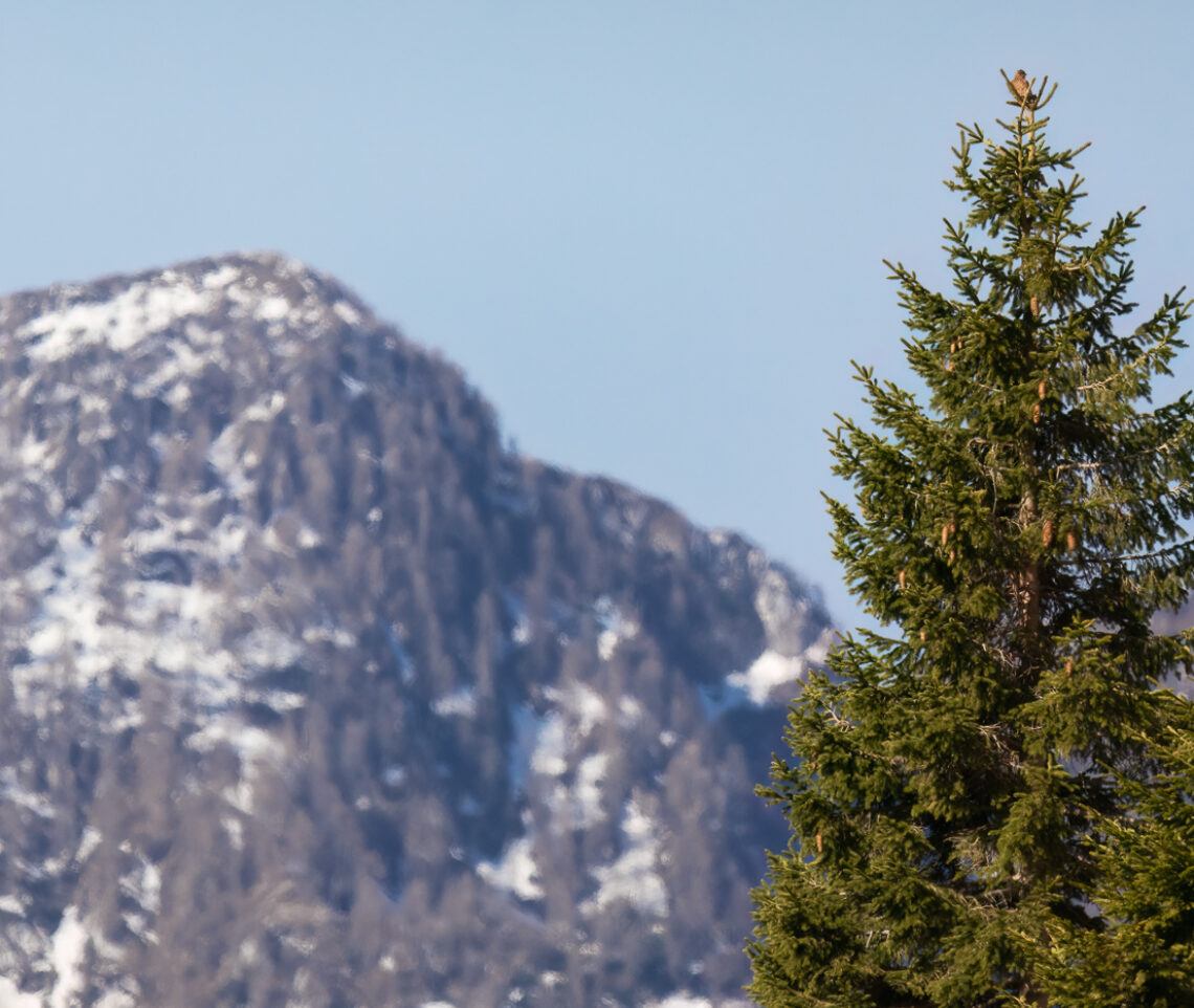 Un faro spietato nel bosco. Un gheppio comune (Falco tinnunculus) si apposta in cerca di prede. Alpi Giulie, Italia.