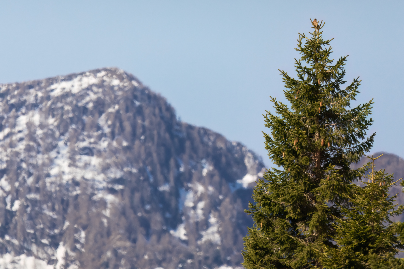 Un faro spietato nel bosco. Un gheppio comune (Falco tinnunculus) si apposta in cerca di prede. Alpi Giulie, Italia.