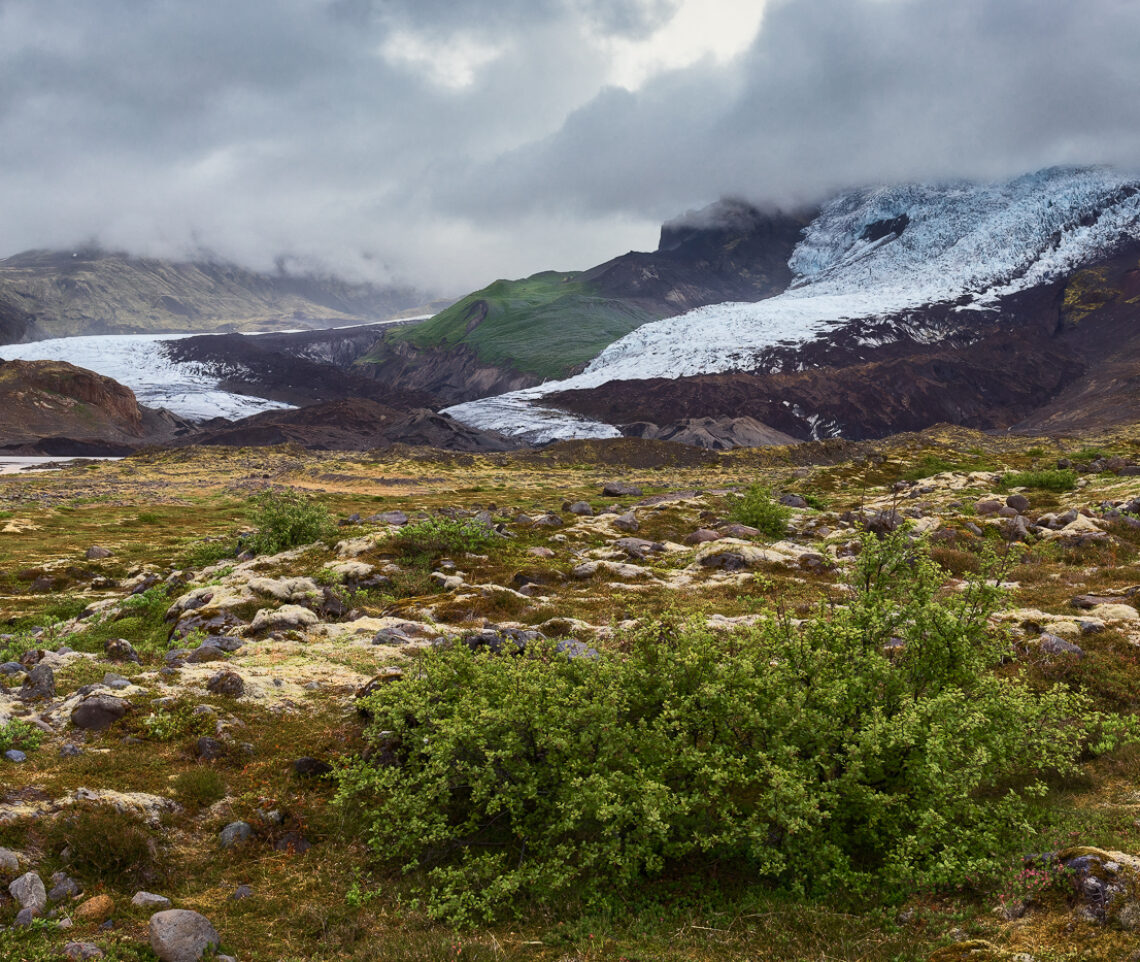 Muschi e brughiere hanno colonizzato gli accumuli sedimentari delle antiche morene del ghiacciaio Virkisjökull, sullo sfondo. Vatnajökull National Park, Islanda.