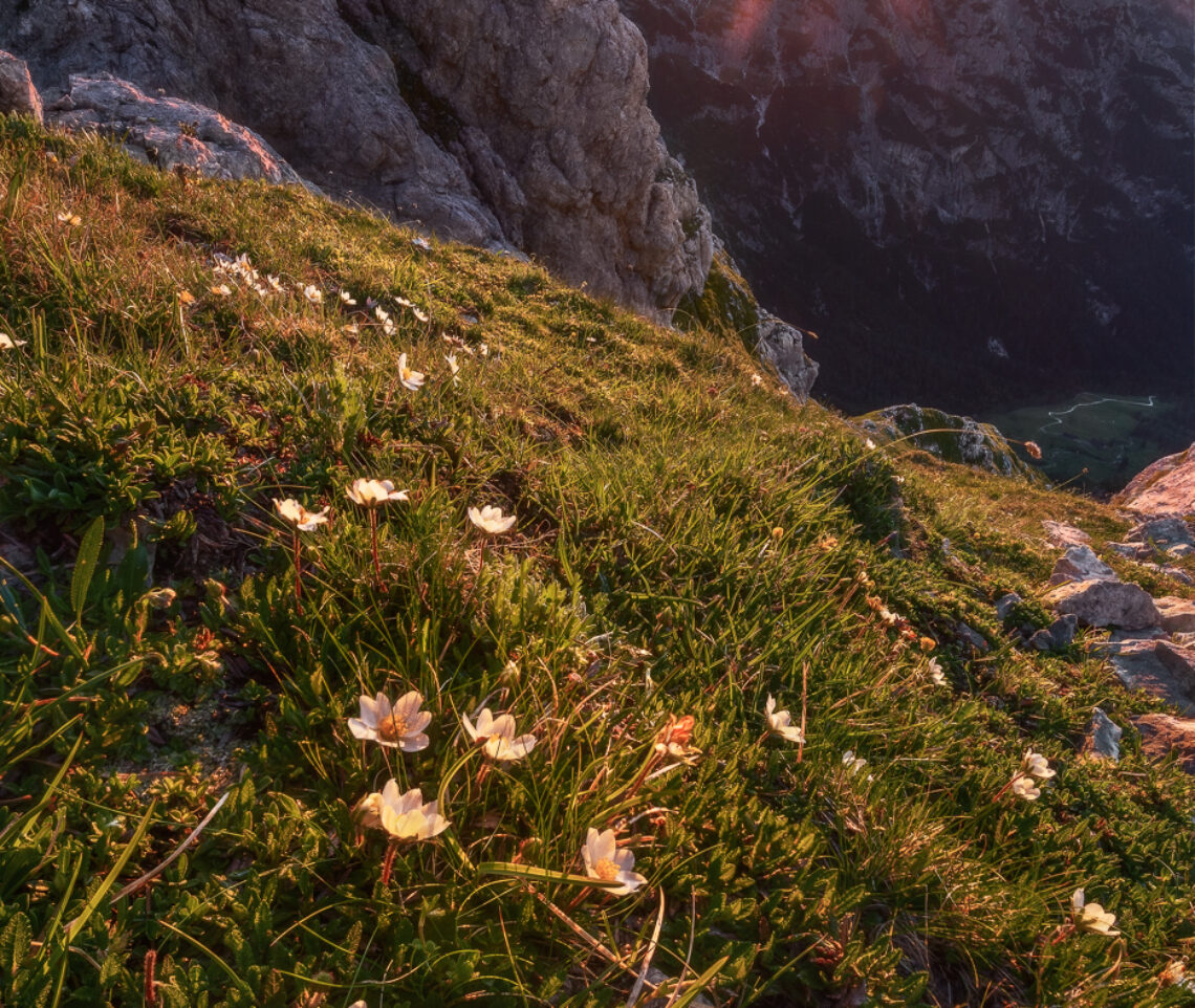 La vita riprende vigore con i primi raggi di Sole del giorno. Alpi Giulie, Italia.